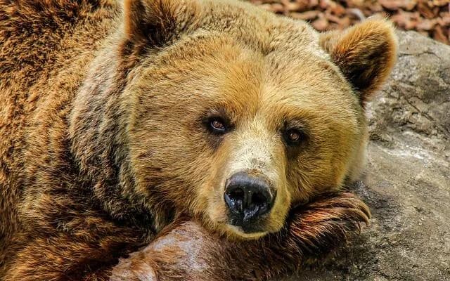 Снимка към „Мечка забелязана край Симеоновския лифт на Витоша, ПСС напомня за предпазни мерки“